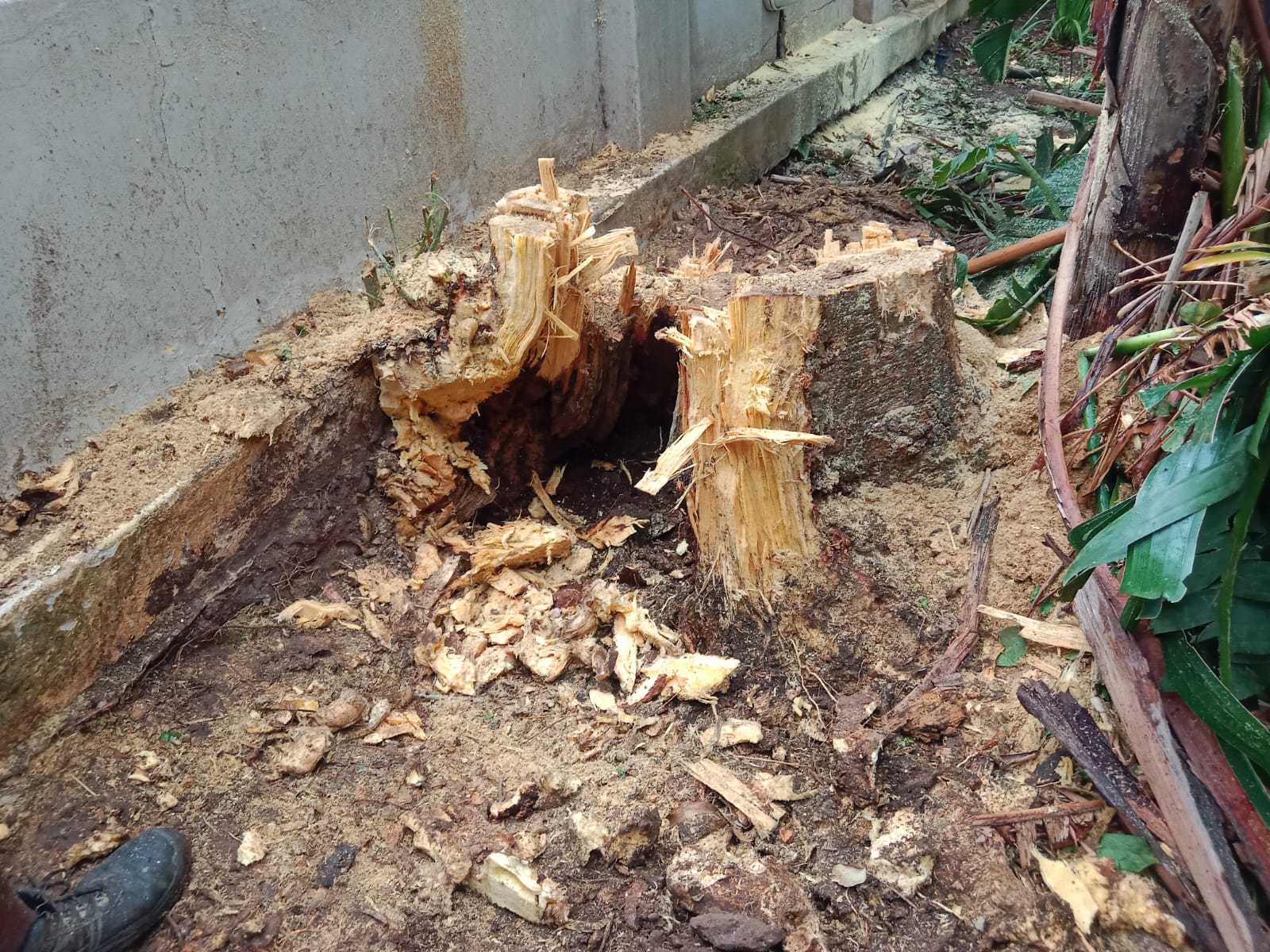 Stump Removal
