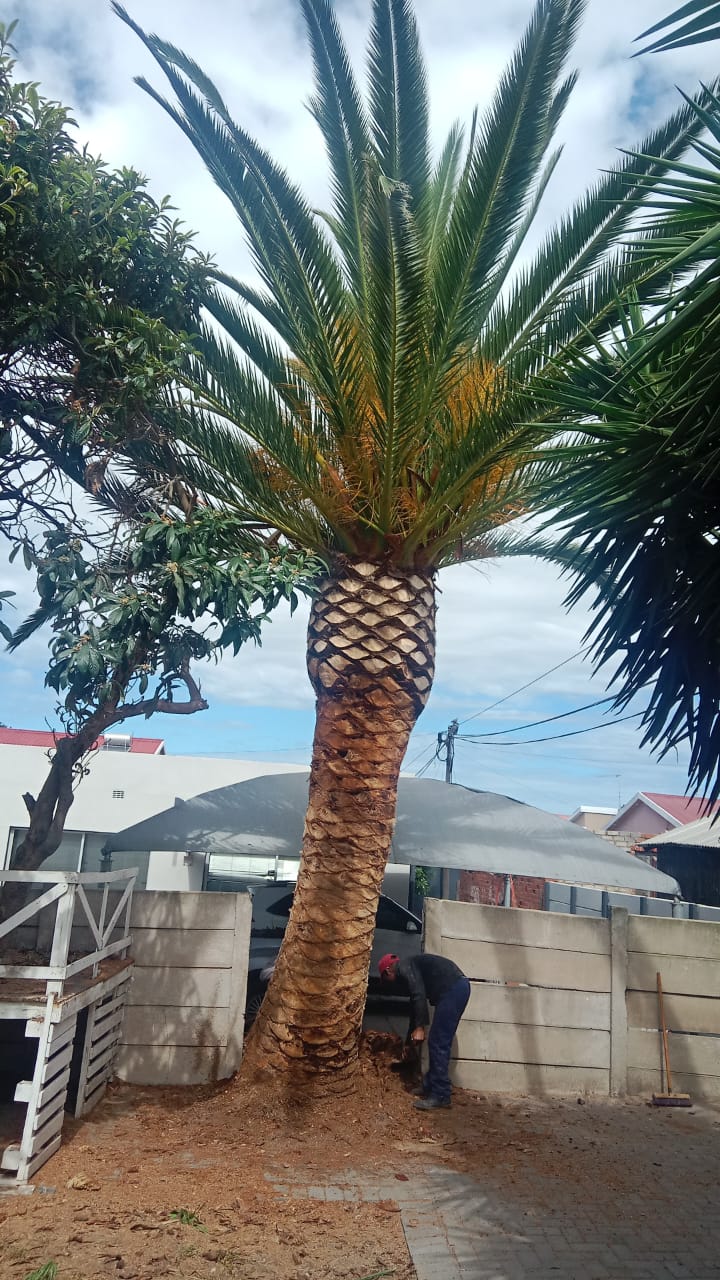 Palm Tree Pruning
